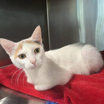 Alaina -  Domestic Short Hair Cat for Adoption in Cumming, Georgia - Alaina | PetCurious