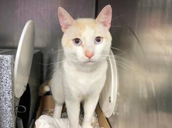 Domestic Short Hair Cats Available for Adoption in New York, New York - Laddu | PetCurious