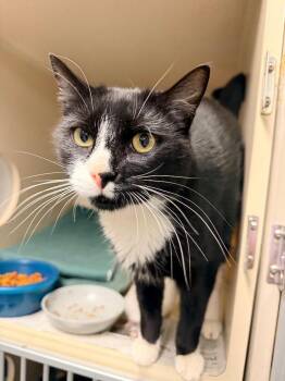 Ziggy -  Domestic Short Hair Cat for Adoption in Pottsville, Pennsylvania - Ziggy | PetCurious
