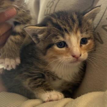 Domestic Short Hair Cats Available for Adoption in Chattanooga, Tennessee - Lauren | PetCurious