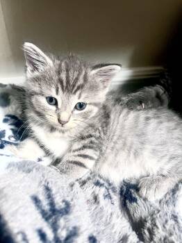 Poppy -  Domestic Short Hair Cat for Adoption in Cornwall, Ontario - Poppy | PetCurious