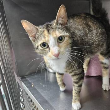 Tulip -  Domestic Short Hair Cat for Adoption in Baltimore, Maryland - Tulip | PetCurious
