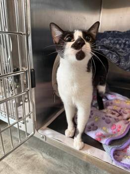 Beauty -  Domestic Short Hair Cat for Adoption in Detroit, Michigan - Beauty | PetCurious