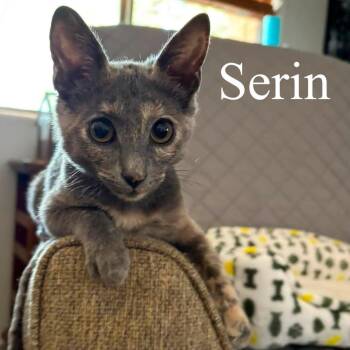 Serin -  Domestic Short Hair Cat for Adoption in San Tan Valley, Arizona - Serin | PetCurious