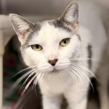 Espresso -  Domestic Short Hair Cat for Adoption in Stafford Township, New Jersey - Espresso | PetCurious