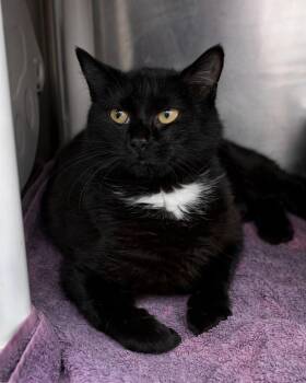 Ezmay -  Domestic Short Hair Cat for Adoption in Boone, Iowa - Ezmay | PetCurious