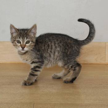 Saxophone C68892 -  Domestic Short Hair Cat for Adoption in Minnetonka, Minnesota - Saxophone C68892 | PetCurious