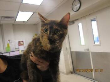 Himari (pent3) -  Domestic Short Hair Cat for Adoption in Marietta, Georgia - Himari (pent3) | PetCurious