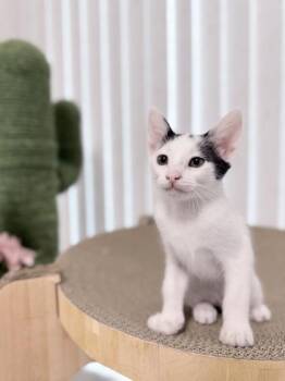 Panna Cotta -  Domestic Short Hair Cat for Adoption in Honolulu, Hawaii - Panna Cotta | PetCurious