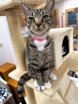 Rescue Domestic Short Hair Cats for Adoption in Medina, Ohio - Hagar | PetCurious