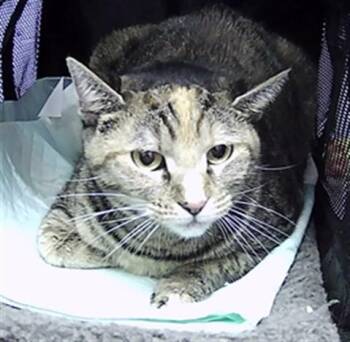 TALIYAH -  Domestic Short Hair Cat for Adoption in St. Cloud, Florida - TALIYAH | PetCurious