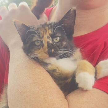 Jillian 1854RJ36 -  Domestic Medium Hair Cat for Adoption in Columbia, Missouri - Jillian 1854RJ36 | PetCurious
