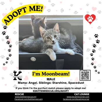 Moonbeam -  Domestic Short Hair Cat for Adoption in OSBORNVILLE, New Jersey - Moonbeam | PetCurious