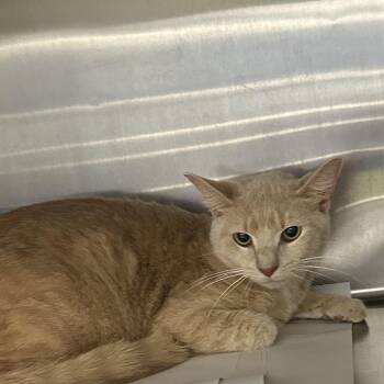 Belly -  Domestic Short Hair Cat for Adoption in Corbin, Kentucky - Belly | PetCurious