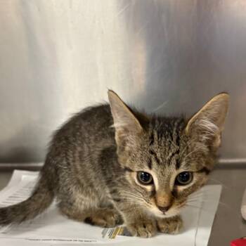 Rescue Domestic Short Hair Cats for Adoption in Tulsa, Oklahoma - Cider | PetCurious