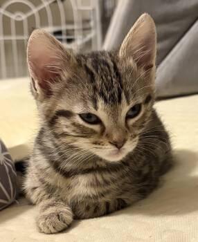 Zoe -  Tabby Cat for Adoption in Plano, Texas - Zoe | PetCurious