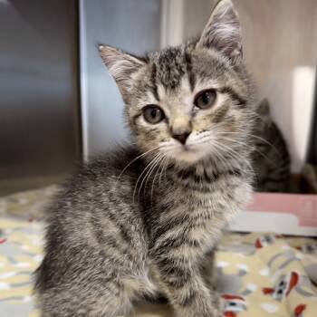 Rescue Domestic Short Hair Cats for Adoption in Nashville, Indiana - Willow | PetCurious