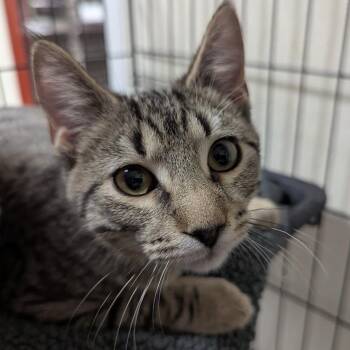 Rescue Domestic Short Hair Cats for Adoption in Springfield, Illinois - Zachary - PENDING ADOPTION | PetCurious