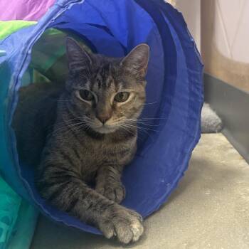 Domestic Short Hair Cats Available for Adoption in New York, New York - Brandi | PetCurious