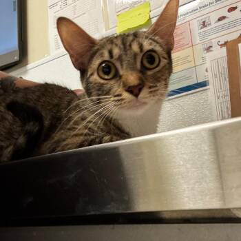 Domestic Short Hair Cats Available for Adoption in Tulsa, Oklahoma - Ruth Bader Kittsburg | PetCurious