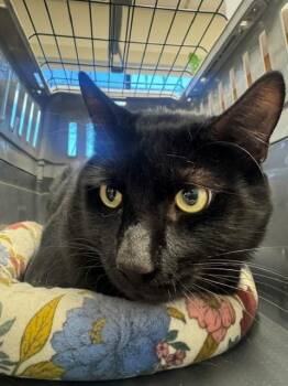 DAMIEN -  Domestic Short Hair Cat for Adoption in Burbank, California - DAMIEN | PetCurious