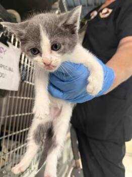 Butter Pecan -  Domestic Short Hair Cat for Adoption in Shreveport, Louisiana - Butter Pecan | PetCurious