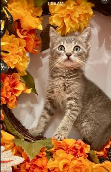 Rescue Domestic Short Hair Cats for Adoption in Boca Raton, Florida - Woody | PetCurious