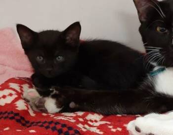 Rescue Domestic Short Hair Cats for Adoption in Atlanta, Georgia - Hay Ride (Neptune) | PetCurious