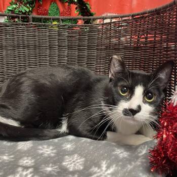 Domestic Short Hair Cats Available for Adoption - Tom Selleck | PetCurious