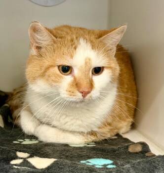 Domestic Short Hair Cats Available for Adoption - Milo | PetCurious