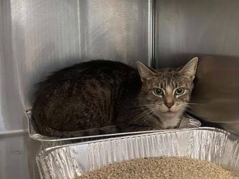 KATHLEEN -  Domestic Medium Hair Cat for Adoption in Tustin, California - KATHLEEN | PetCurious