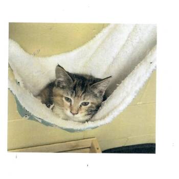 Brisket -  Domestic Short Hair Cat for Adoption in Salem, West Virginia - Brisket | PetCurious