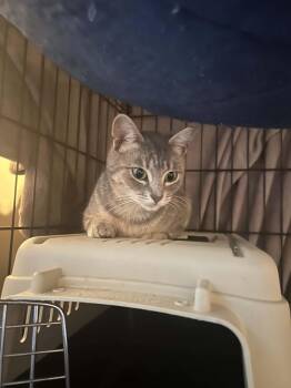 Clover -  Tabby and Domestic Short Hair Cat for Adoption in Cincinnati, Ohio - Clover | PetCurious