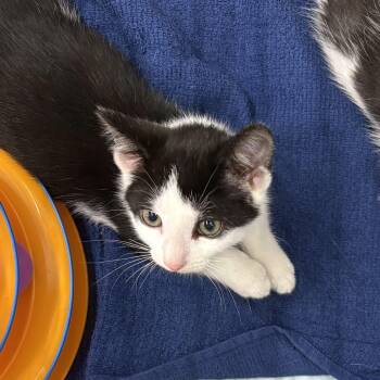 Finnegan -  Domestic Short Hair Cat for Adoption in Roslyn Heights, New York - Finnegan | PetCurious