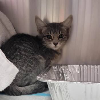 Lennon -  Domestic Short Hair Cat for Adoption in Salt Lake City, Utah - Lennon | PetCurious