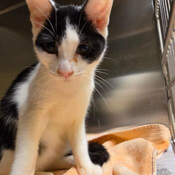 Snickers -  Domestic Short Hair Cat for Adoption in Asheville, North Carolina - Snickers | PetCurious