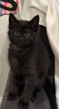 Refried Beans -  Domestic Short Hair Cat for Adoption in Cincinnati, Ohio - Refried Beans | PetCurious