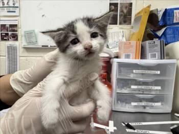 GROK -  Domestic Short Hair Cat for Adoption in Santa Fe, New Mexico - GROK | PetCurious