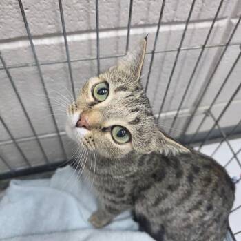 Cherry -  Domestic Short Hair Cat for Adoption in Huntsville, Alabama - Cherry | PetCurious