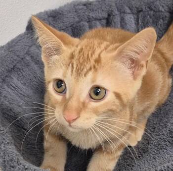 Jack -  Domestic Short Hair Cat for Adoption in South Bend, Indiana - Jack | PetCurious