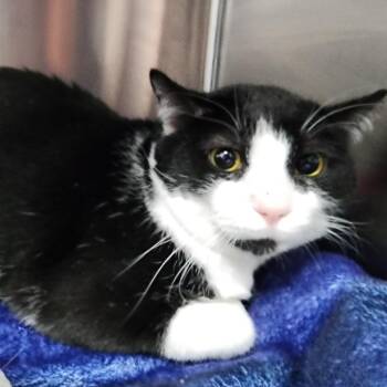Spaghetti Teddy -  Domestic Short Hair Cat for Adoption in Dixon, Illinois - Spaghetti Teddy | PetCurious