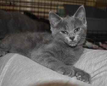 Slate (with Pearlie) -  Domestic Short Hair Cat Available for Adoption in Silverton, Oregon - Slate (with Pearlie) | PetCurious