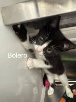 Bolero -  Domestic Short Hair Cat for Adoption in Hilton Head Island, South Carolina - Bolero | PetCurious