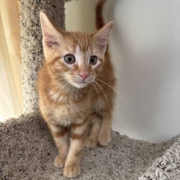 Frito -  Domestic Short Hair Cat for Adoption in Kansas City, Missouri - Frito | PetCurious