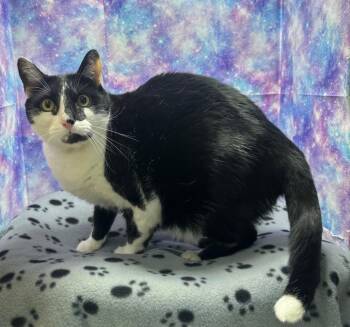 Domestic Short Hair Cats Available for Adoption in Washington Court House, Ohio - Oreo | PetCurious