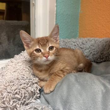 Sandy -  Domestic Short Hair Cat for Adoption in Fresno, California - Sandy | PetCurious