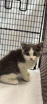 Rescue Domestic Short Hair Cats for Adoption in Doral, Florida - PRECIOUS | PetCurious