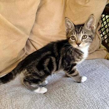 Forrest Gump -  Domestic Short Hair Cat for Adoption in Williston, Florida - Forrest Gump | PetCurious