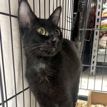 Domestic Short Hair Cats Available for Adoption in New York, New York - Maleficent | PetCurious