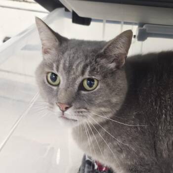 Domestic Short Hair Cats Available for Adoption in Evansville, Indiana - Lucky | PetCurious